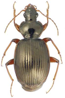 Cornell researcher discovers 14 new beetle species