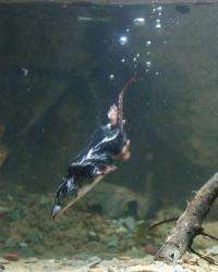 Diving shrews -- heat before you leap