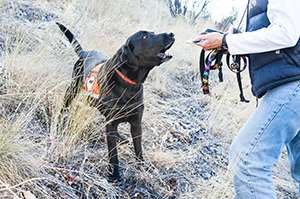 Dogs, humans team up to help eradicate Dyer's woad in Montana
