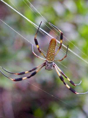 Eco-friendly optics: Spider silk's talents harnessed for use in biosensors, lasers, microchips
