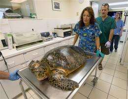 Endangered sea turtle rehabs in Fla. Keys
