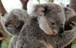 Environmentalists have for years been pushing for greater protections for the koala