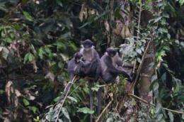 'Extinct' monkey rediscovered in Borneo by new expedition