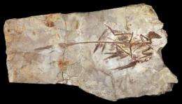 Four-winged dinosaur's feathers were black with iridescent sheen