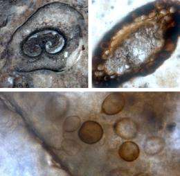 Hot-spring fossils preserve complete Jurassic ecosystem