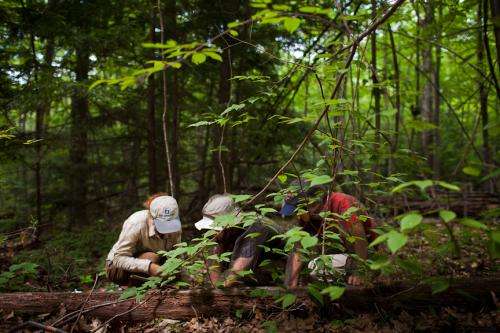 In Blown-Down Forests, a Story of Survival