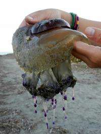 Jellyfish experts show increased blooms are a consequence of periodic global fluctuations