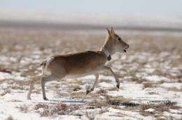 Livestock, not Mongolian gazelles, drive foot-and-mouth disease outbreaks
