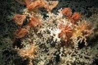 Marine scientists charting the location of North Atlantic deep-sea coral reefs