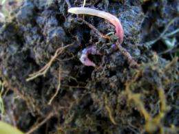 Mediterranean earthworm species found thriving in Ireland as global temperatures rise