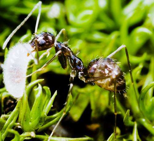 Name that ant! New online tool helps identify alien ant invaders