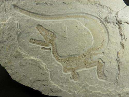 Newly discovered dinosaur implies greater prevalence of feathers