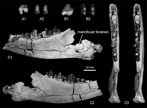 New Mesonychid mammals found from lower Paleogene of Erlian Basin, Nei Mongol