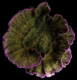 New research finds increased growth responsible for color changes in coral reefs