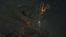 New research reveals deep-ocean impact of the Deepwater Horizon explosion