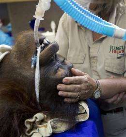 Orangutan's cancer treatment similar to humans
