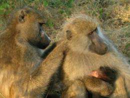Penn researchers connect baboon personalities to social success and health benefits