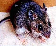 Precautions for hantavirus urged when opening, cleaning hunting camps