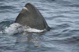 Public sightings suggest increase in basking sharks in British waters