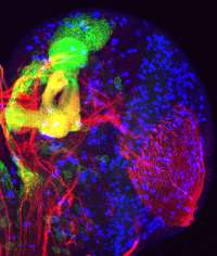 Researchers find gene critical to sense of smell in fruit fly