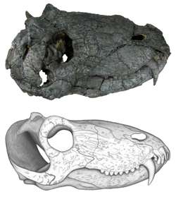 Researchers identify skull of South America's oldest predator
