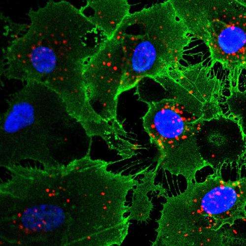 Salk scientists develop faster, safer method for producing stem cells