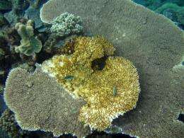 Science official: Ocean acidity major reef threat