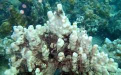 Scientists link nutrient pollution to coral bleaching