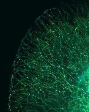 See-through 'MitoFish' opens a new window on brain diseases