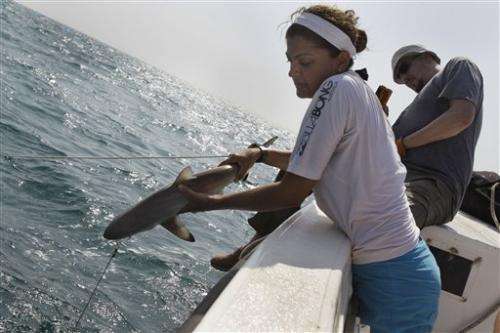 Shark finning hitting Gulf sharks hard