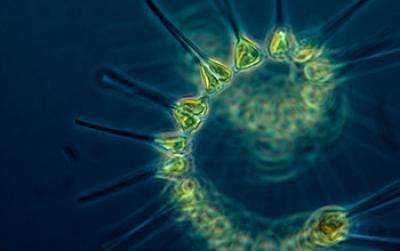 Small marine organisms' big changes could affect world climate