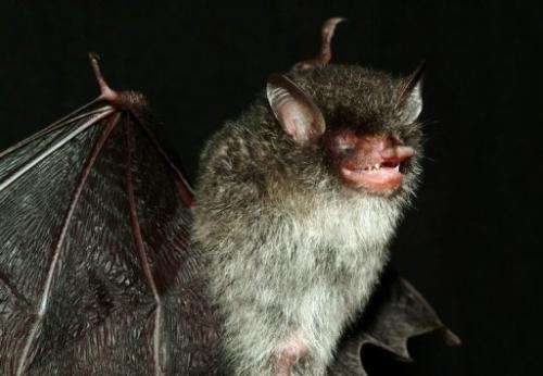This handout picture from WWF shows one of three new Murina bat species discovered in central Vietnam
