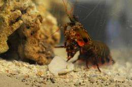 Unique structure of fist-like club of mantis shrimp could tranform body armor materials