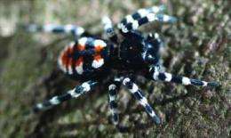 Velvet spiders emerge from underground in new cybertaxonomic monograph