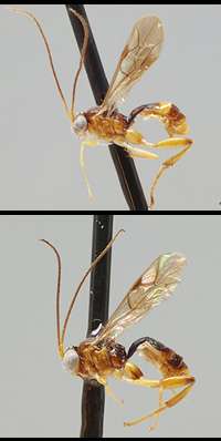 Whopping diversity of wasps identified in tropical America