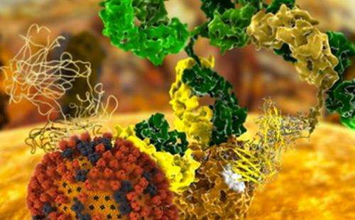 SSRL Confirms Anti-Flu Proteins Work as Designed