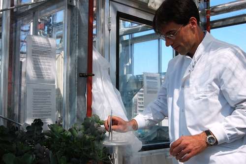 International project aims to develop water-efficient biofuel crops