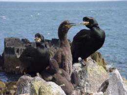 Scientists develop novel method to study parasite numbers in wild seabirds