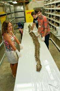 Scientists find state record 87 eggs in largest python from Everglades