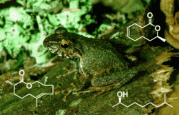 A hint of frog in the air: Macrolides are volatile pheromones from Madagascar frogs
