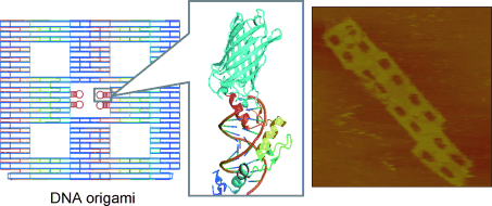 Zinc-finger proteins act as site-specific adapters for DNA-origami structures