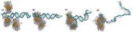 Researchers find gold nanoparticles capable of 'unzipping' DNA