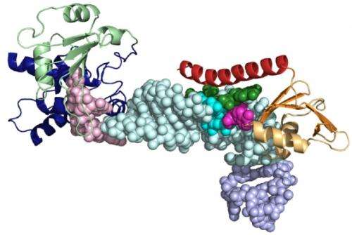 Scientists discover how key enzyme involved in aging, cancer assembles