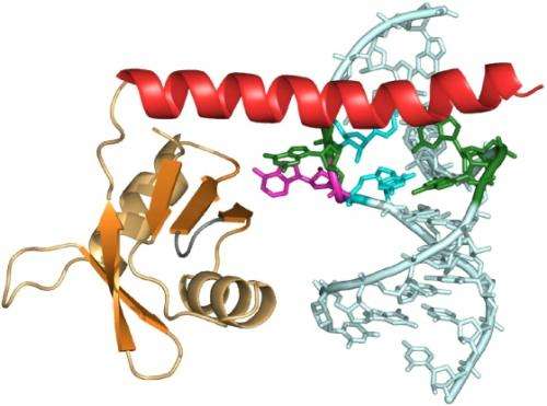 Scientists discover how key enzyme involved in aging, cancer assembles