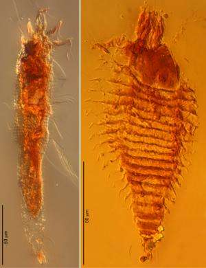 Scientists find oldest occurrence of arthropods preserved in amber
