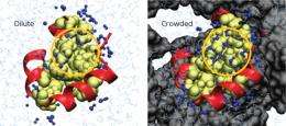 Understanding proteins in packed places