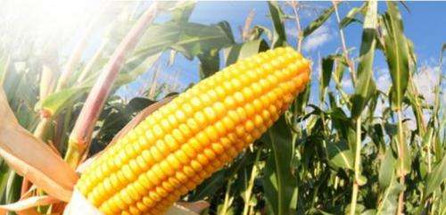 Delaying harvest of fodder maize results in a higher starch concentration and lower methane emission