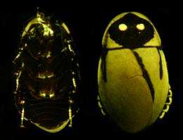 Researchers seek to explain why there are so few land dwelling bioluminescent species