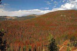 Climate change could cripple southwestern forests