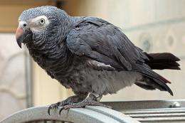 Researchers find Grey parrots able to use inferential reasoning